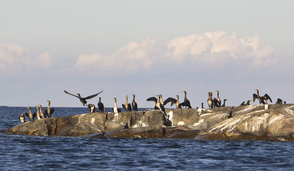 LÄHILUODOT OVAT MERIMETSOJEN VALTAAMIA