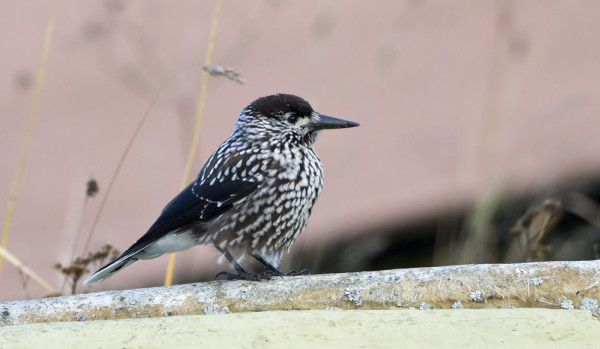 PÄHKINÄHAKKI ILMESTYI TÄNÄÄN SAAREEN