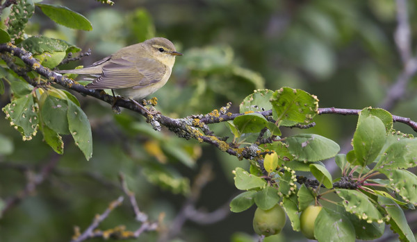 PAJULINTUJA ON OLLUT HYVIN VÄHÄN