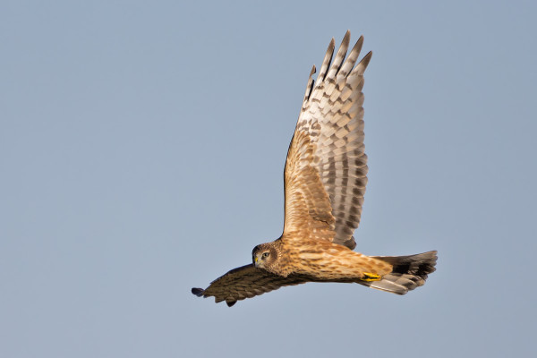 NUORET SINISUOHAUKAT OVAT MUUTOLLA