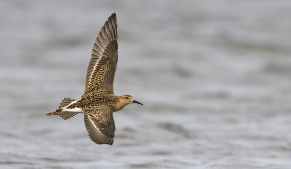 MUUTAMA SUOKUKKO ON VIELÄ LIIKKEELLÄ