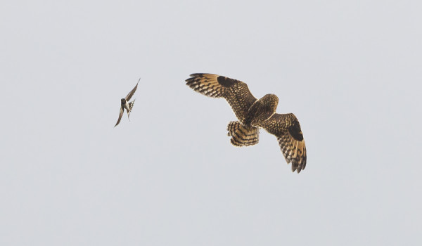 HAARAPÄÄSKY KÄVI SUOPÖLLÖN KIMPPUUN