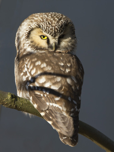 HELMIPÖLLÖ KILLISTELI MUSEON LUONA