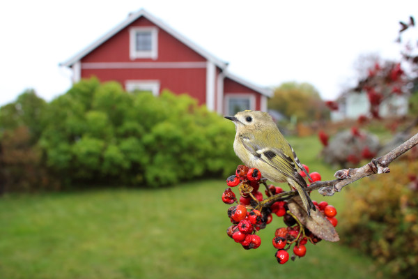 LOKAKUU ON HIPPIÄISTEN MUUTTOAIKAA