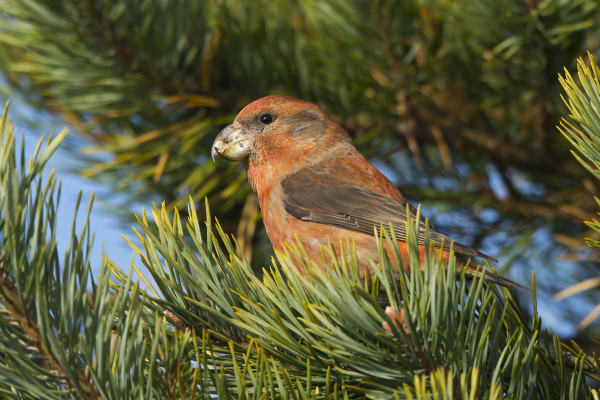 ISOKÄPYLINTU ON UTÖSSÄ HARVALUKUINEN VIERAS