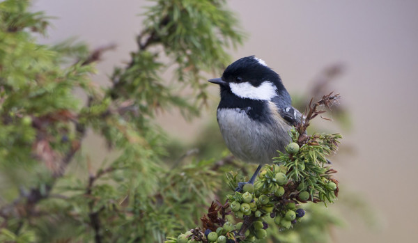KUUSITIAISIA NÄKYY PÄIVITTÄIN MUUTAMA