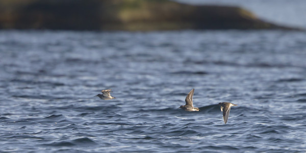 KOLME MERISIRRIÄ LENTELI BÅDANILLA - SYKSYN ENSIMMÄISET
