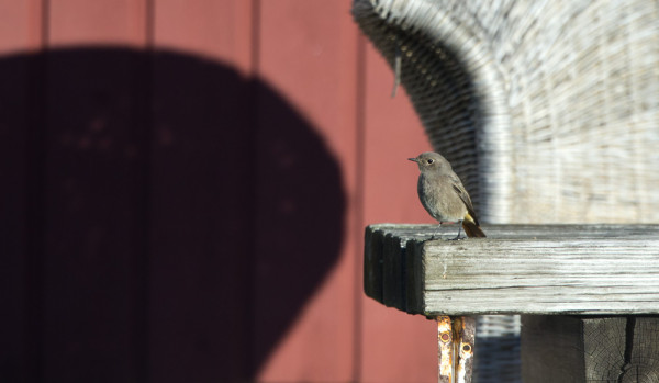 MUSTALEPPÄLINTUJA ON OLLUT TAVALLISTA USEAMPIA NÄIN SYKSYLLÄ