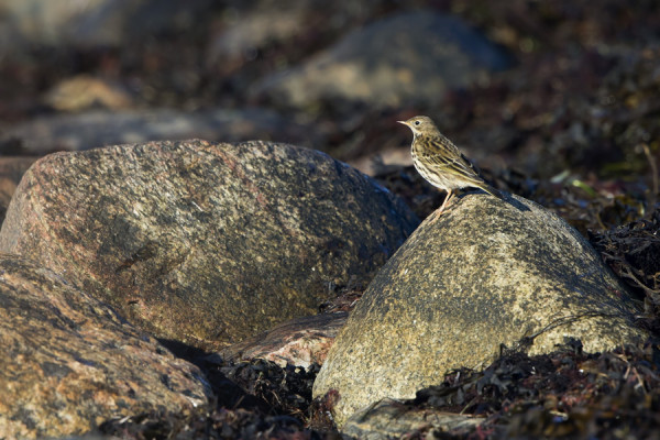 NIITTYKIRVISIÄ NÄKYY VIELÄ PÄIVITTÄIN ITÄNIITYLLÄ