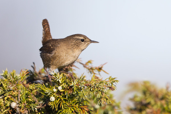 PEUKALOISTEN MUUTTO JATKUU