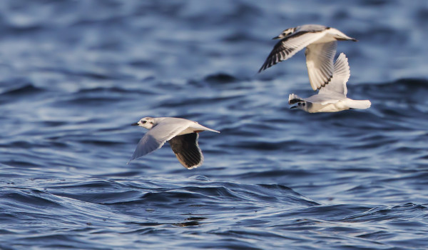 PIKKULOKKEJA BÅDANILLA