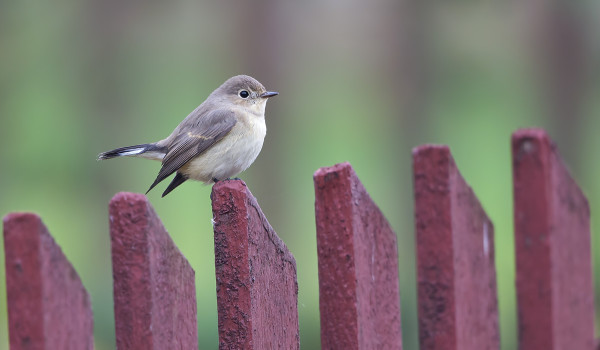 PIKKUSIEPPO VIIPYY VIELÄ SAARESSA