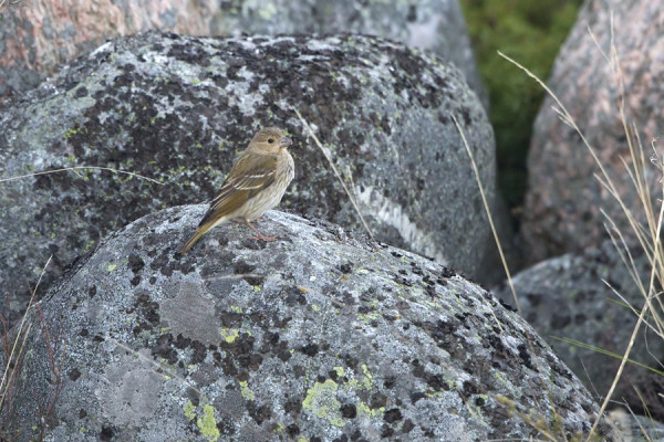 MYÖHÄINEN PUNAVARPUNEN VIIHTYY HOTELLIALUEELLA