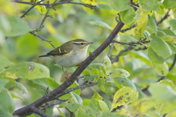 TAIGAUUNILINTU ("INO") SAUNAPENSAASSAMME, KUVATTU AURINGONLASKUN AIKAAN