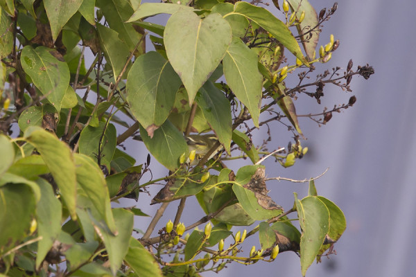 KUVA KESKIVIIKON INOSTA KERTOO KUINKA PIILESKELEVIÄ TAIGAUUNILINNUT USEIMMITEN OVAT