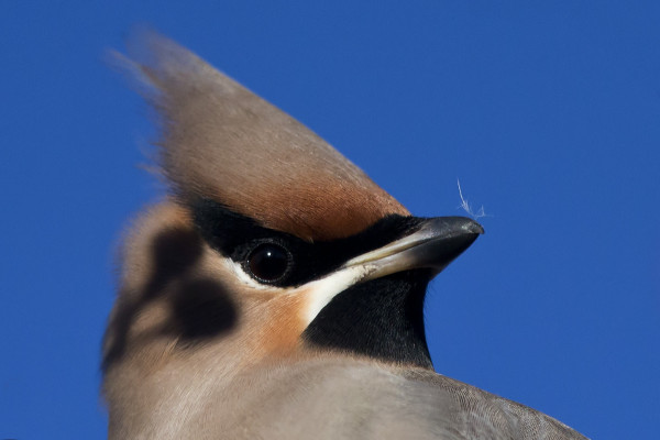 PIHLAJANMARJAT OVAT KOHTA VAIN MUISTO TILHIEN PÄÄSSÄ