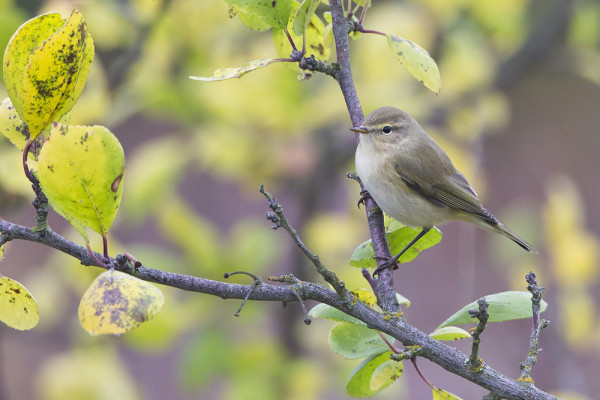 TRISTIS-TYYPPINEN (IDÄN)TILTALTTI, OLEN KYLLÄ JOSKUS NÄHNYT VIELÄ HARMAAMPIAKIN