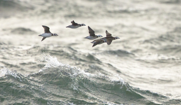 ALLEJA LIIKKUU VIELÄ MERELLÄ