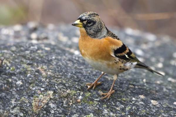 JÄRRIPEIPOT HAKEUTUVAT HETI RUOKINNOILLE
