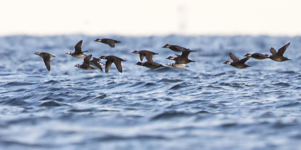 MUSTALINTUJEN JA ALLIEN SEKAPARVI BÅDANILTA