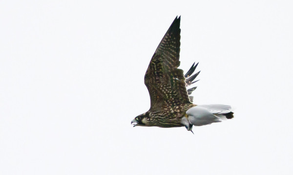 NUORI MUUTTOHAUKKA OLI PYYDYSTÄNYT TALVIPUKUISEN AD-PIKKULOKIN. MUUTTOHAUKAN JALASSA KULLANVÄRINEN RENGAS, KUULEMMA ILM POHJOIS-SUOMESSA RENGASTETTU