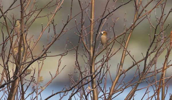 TÄMÄ NOKKAVARPUNEN KOKI MATKANSA PÄÄN HOTELLILLA