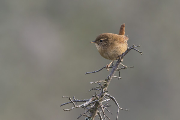 PEUKALOISIA RIITTÄÄ