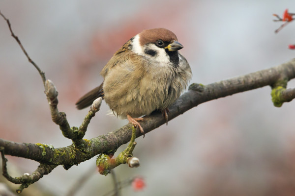 PIKKUVARPUNEN RUNSASTUU VUOSI VUODELTA