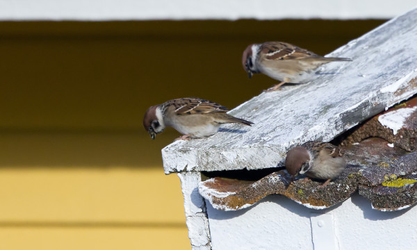 PIKKUVARPUSET IHMETTELEVÄT ETTÄ NÄINKÖ KORKEALLA ME OLLAAN