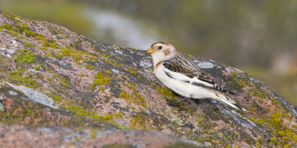 PULMUSTEN MUUTTO JATKUU