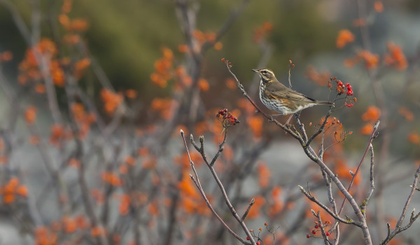 MUUTAMASSA PIHLAJASSA RIITTÄÄ VIELÄ MARJOJA MM. PUNAKYLKIRASTAALLE