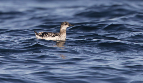 RISKILÄT OVAT NYT TÄMÄN NÄKÖISIÄ