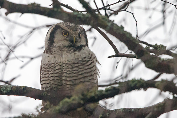 HIIRIPÖLLÖ VIIHTYY PUSULANJÄRVEN POHJOISPÄÄSSÄ