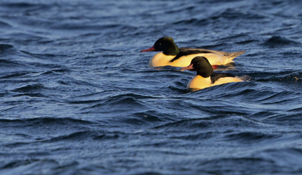 VAIN HARVA ISOKOSKELO ON EHTINYT VIELÄ UTÖHÖN