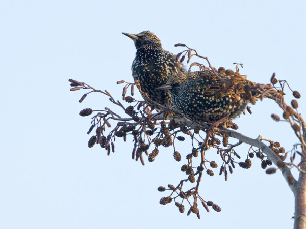 KOTTARAISET OVAT NYT KAUNIISSA PUVUSSA