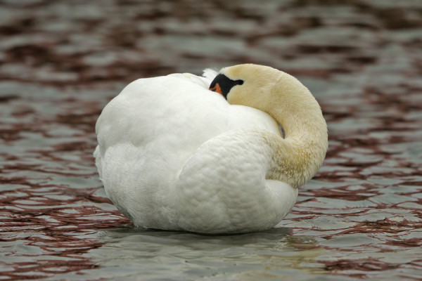 KYHMYJOUTSENIA ON ILMAANTUNUT SATAMALAHTEEN