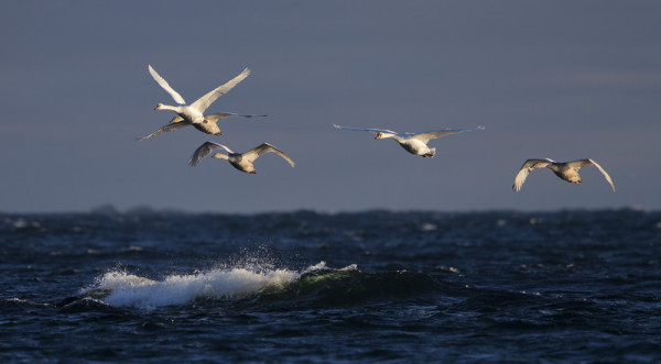 KYHMYJOUTSENIA KERTYY HILJALLEEN ULKOSAARISTOON