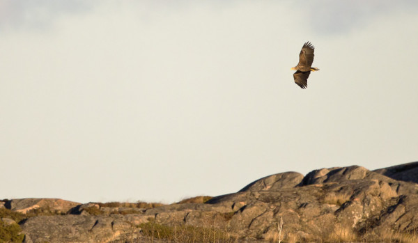 PÄIVITTÄIN NÄKYY 1-2 MERIKOTKAA