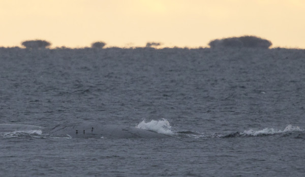 KAUKOKUVA MERISIRREISTÄ