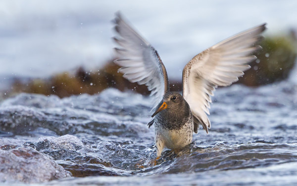 KOVAT TUULET JA AALLOT RIEPOTTELEVAT MERISIRREJÄKIN