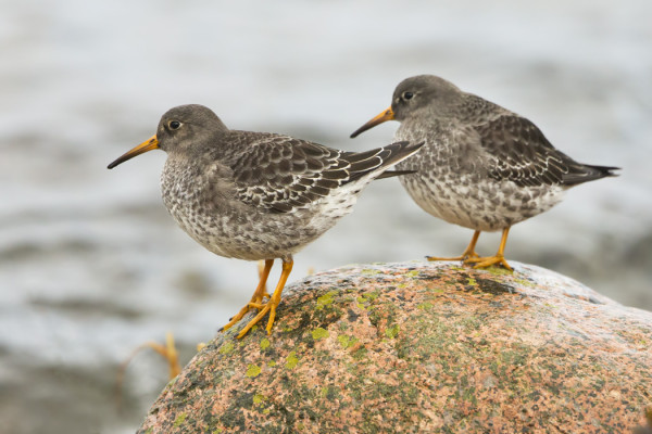 TÄNÄÄNKIN OLI ITÄRANNALLA MUUTAMA MERISIRRI
