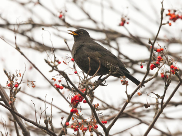 PARI-KOLME MUSTARASTASTA VIIHTYY VIIMEISILLÄ PIHLAJANMARJOILLA