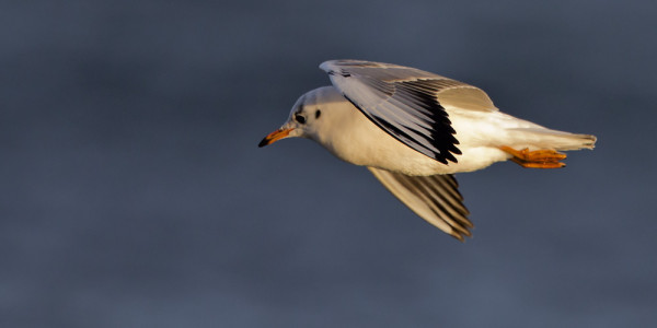 NAURULOKKEJA NÄKEE PÄIVITTÄIN