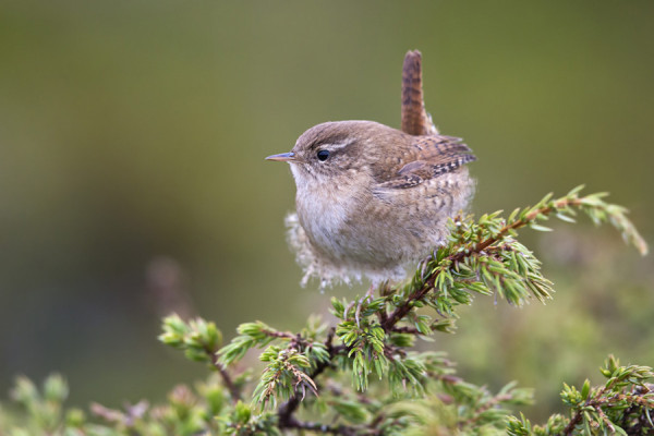 SAARESSA ON VIELÄ JOKUNEN PEUKALOINEN MUTTA TUULEN TAKIA VAIKEASTI LÖYDETTÄVISSÄ