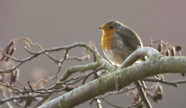 MUUTAMA PUNARINTA YRITTÄÄ TALVEHTIMISTA SAARESSA