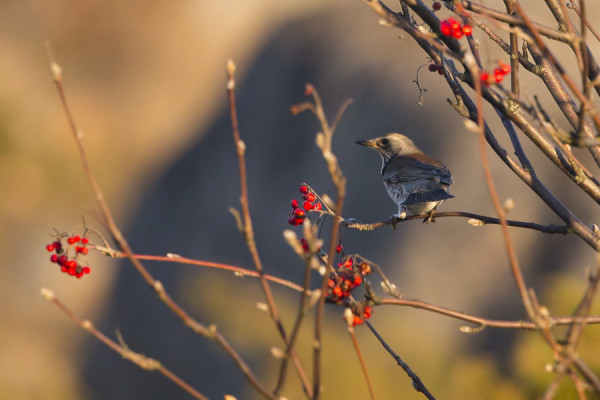 SAARESSA ON VIELÄ HIUKAN PIHLAJANMARJOJA, JOITA VIIMEISET RÄKÄTIT HAMUAVAT