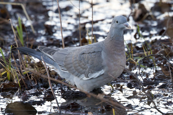 NUORI SEPELKYYHKY ON JO KAUAN VIIPYNYT SAARELLA, KÄY JUOMASSA LAMMASHAASSA