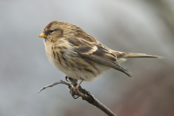 CABARET-TYYPPINEN URPIAINEN