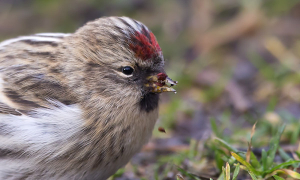 MUUTAMA URPIAINEN VIIHTYY VIELÄ VIHREILLÄ NURMIKOILLA
