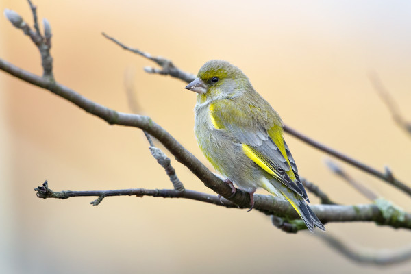 SAARESSA ON LÄHES 100 VIHERPEIPPOA